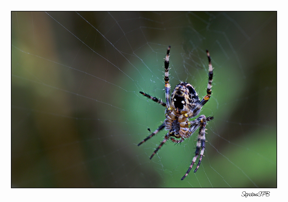 Spinne in Lauerstellung....