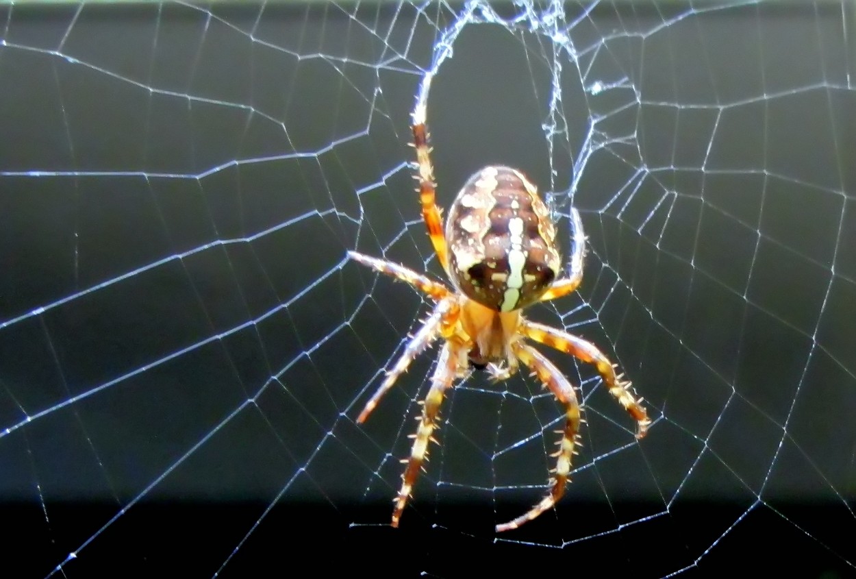 Spinne in Lauerstellung