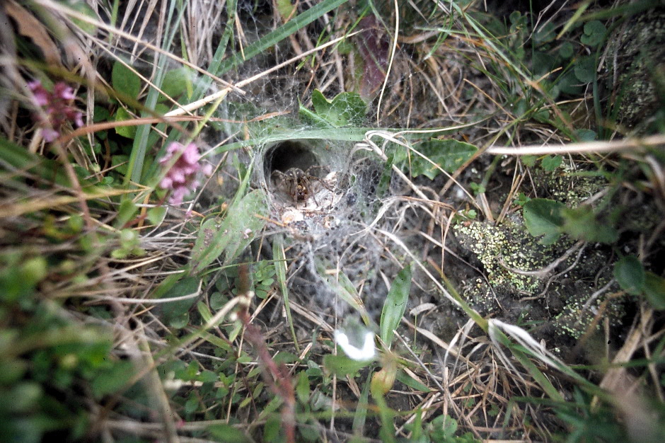 Spinne in Lauerstellung