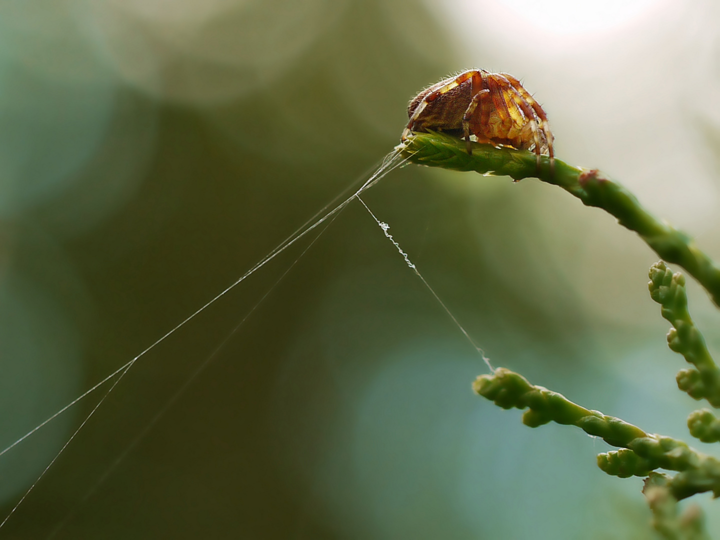 Spinne in meinem Garten 