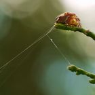 Spinne in meinem Garten 