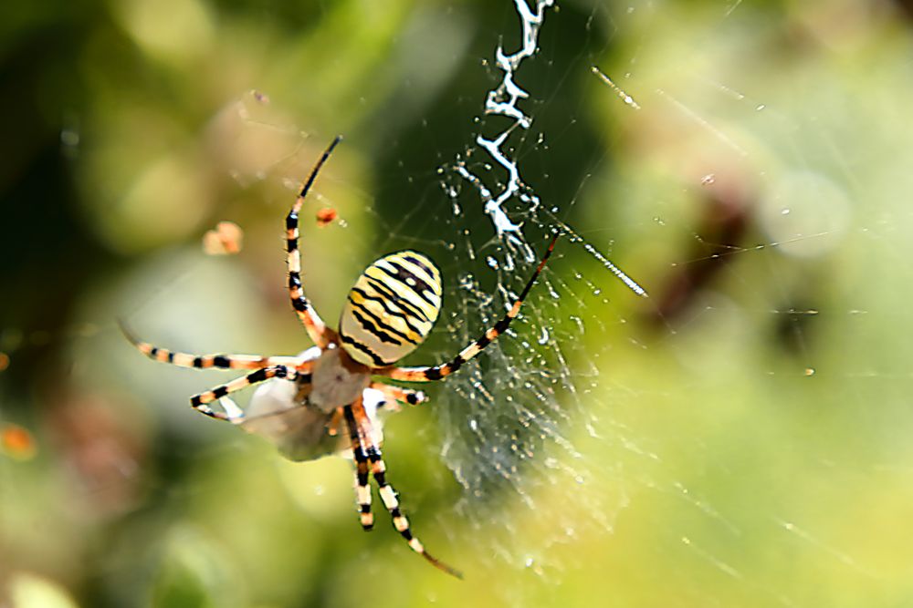 Spinne in meinem Garten Foto & Bild tiere, zoo, wildpark & falknerei