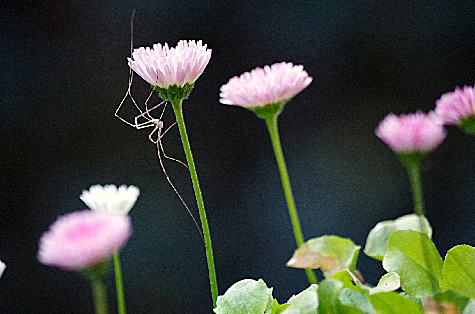 Spinne in meinen Bellis