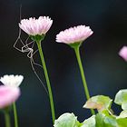 Spinne in meinen Bellis