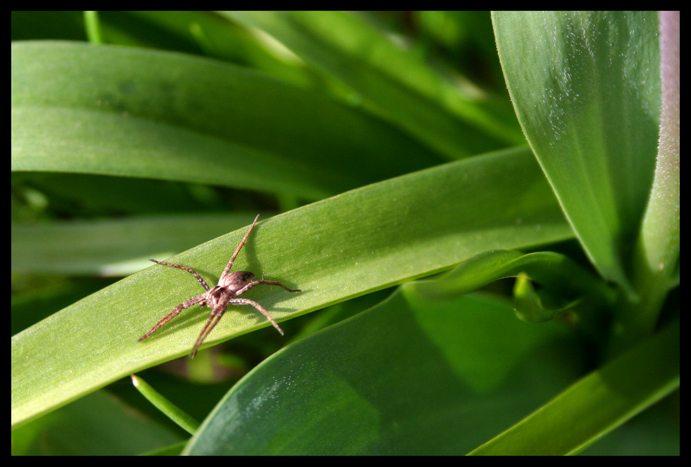 Spinne in Morgensonne