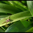 Spinne in Morgensonne