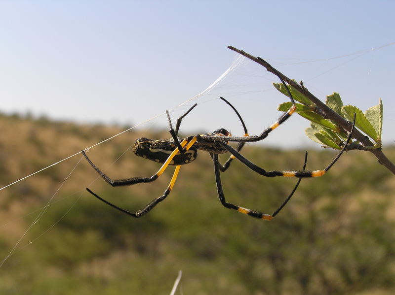 Spinne in Namibia