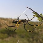 Spinne in Namibia