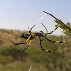 Spinne in Namibia