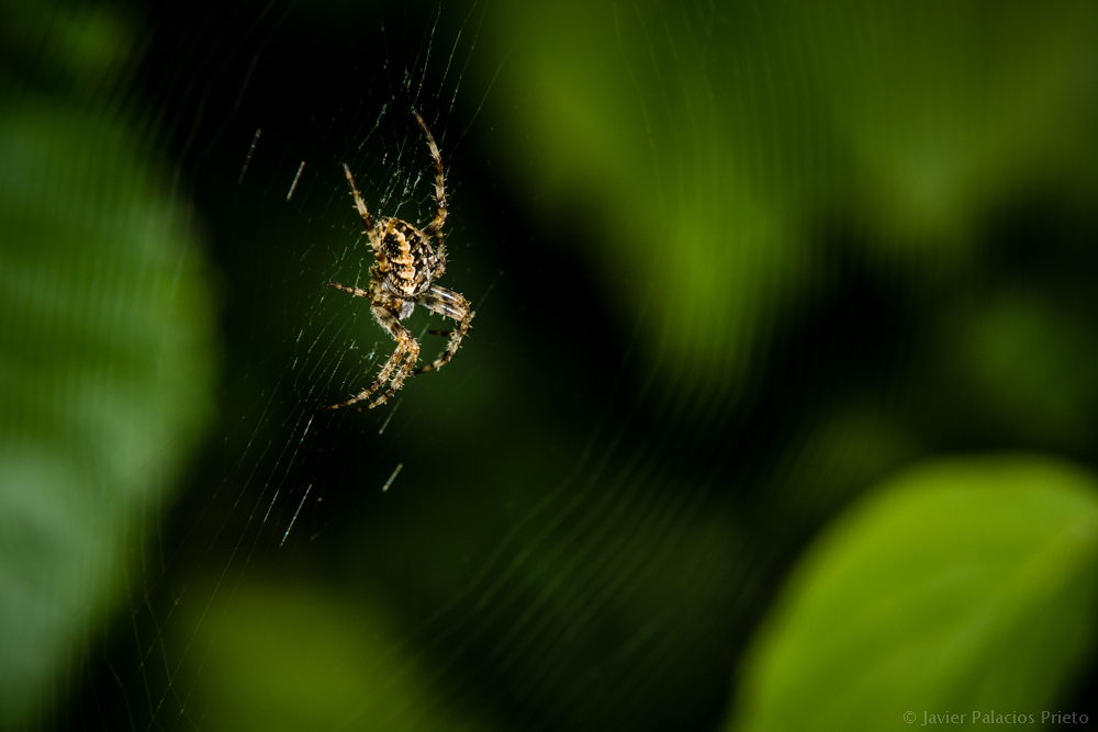 Spinne in Netz