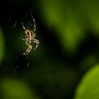 Spinne in Netz