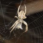 Spinne in Netz und Wespe