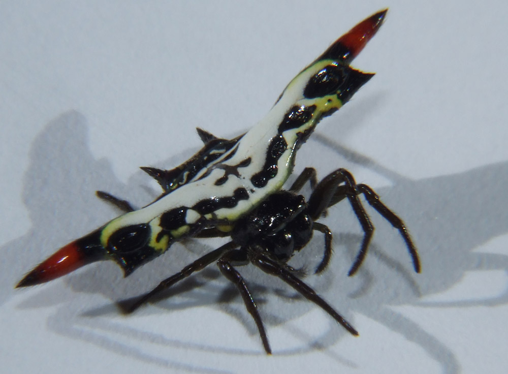 Spinne in Neukaledonien (ex situ)