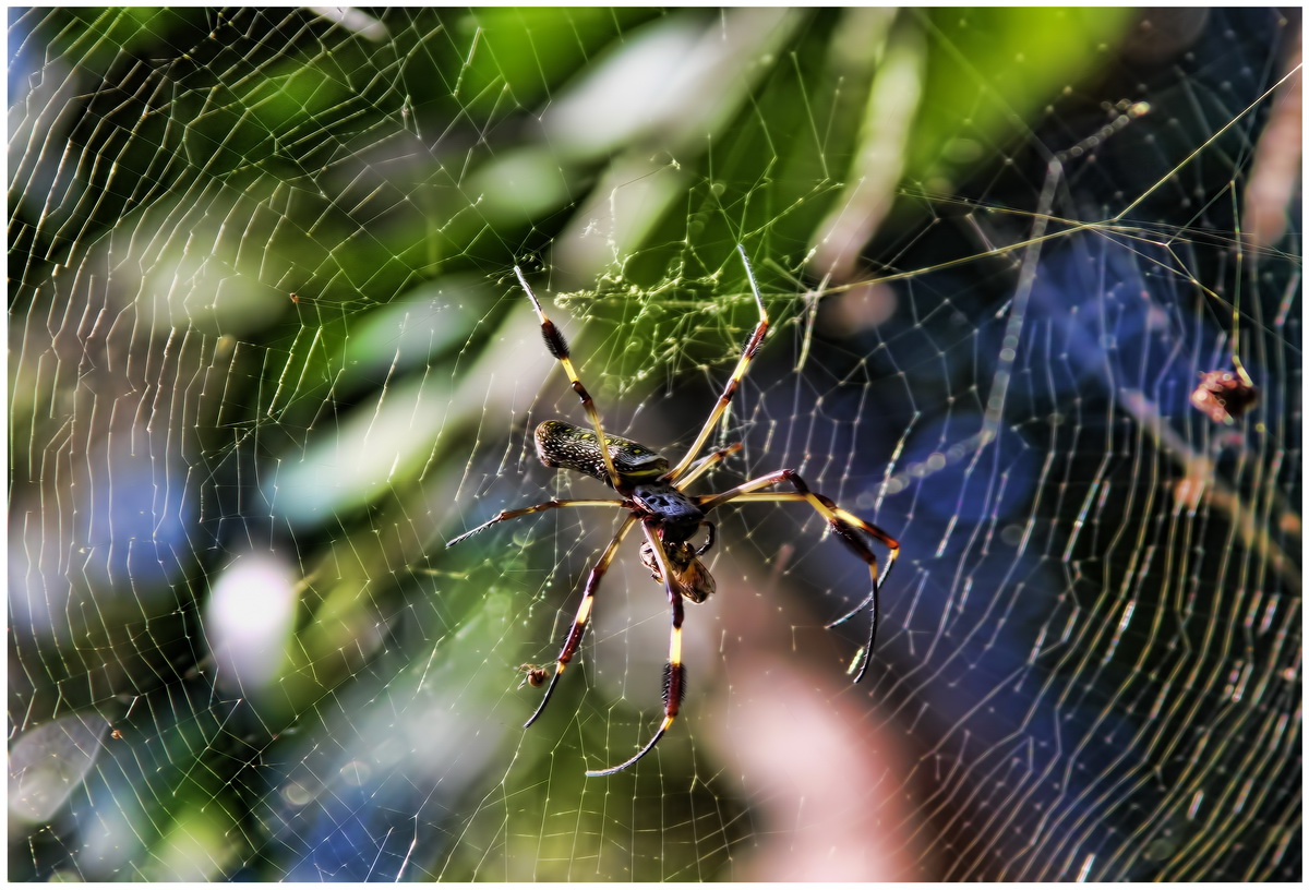 Spinne, in Panama gesehen