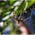 Spinne, in Panama gesehen