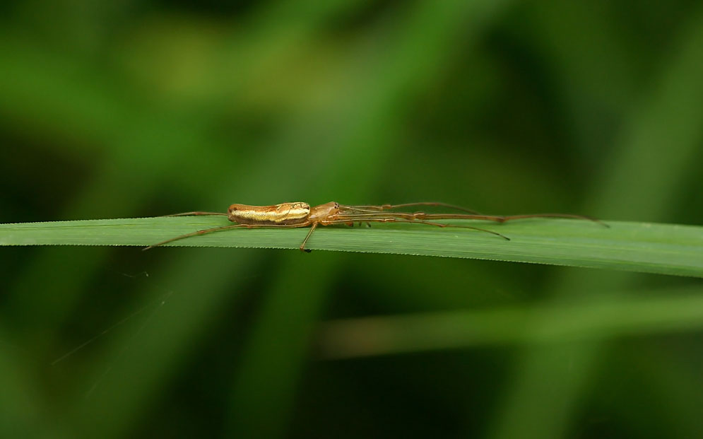 Spinne in Tarnstellung