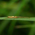 Spinne in Tarnstellung