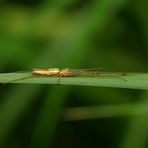 Spinne in Tarnstellung