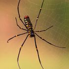 Spinne in Thailand