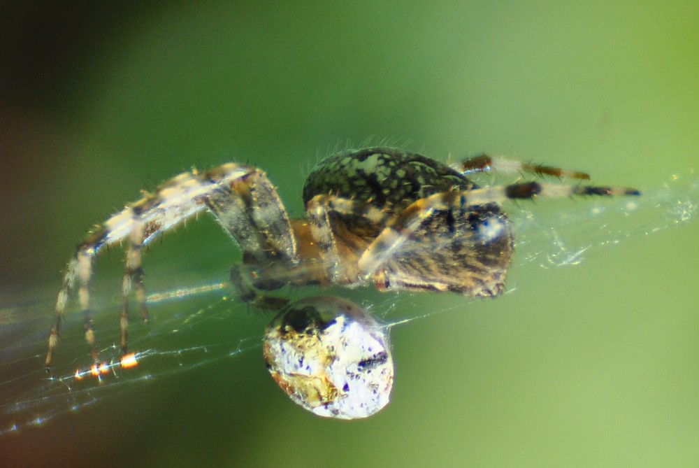 Spinne in tollem Licht