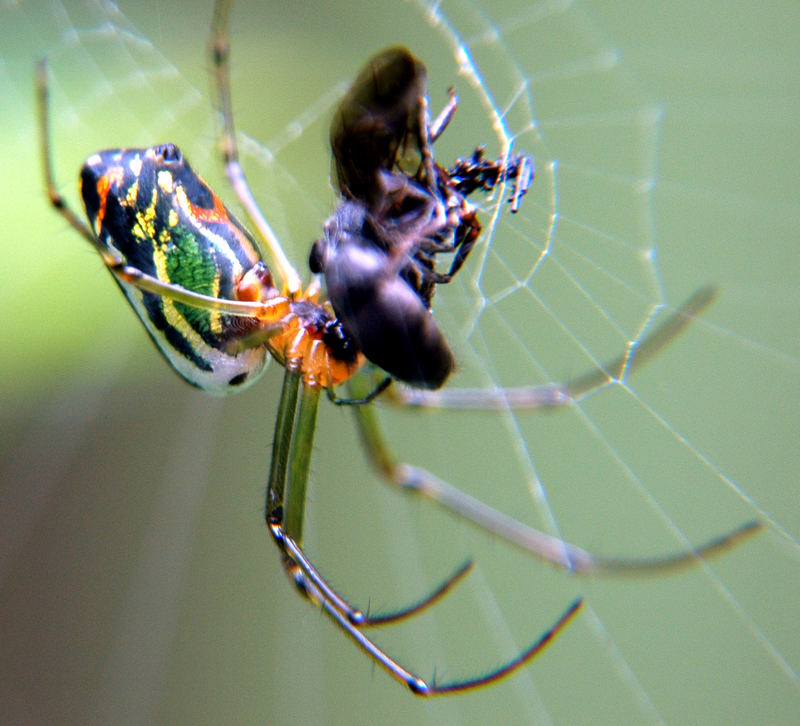 Spinne in Venezuela