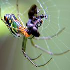 Spinne in Venezuela