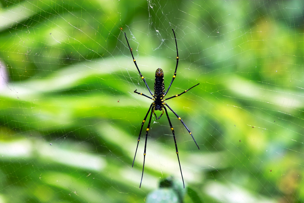 Spinne in vietnamesischem Urwald...