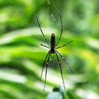 Spinne in vietnamesischem Urwald...