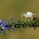 Spinne in weiß auf Blütenzweig