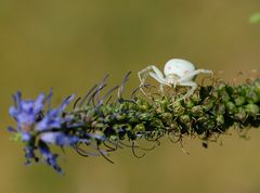 Spinne in weiß auf Blütenzweig
