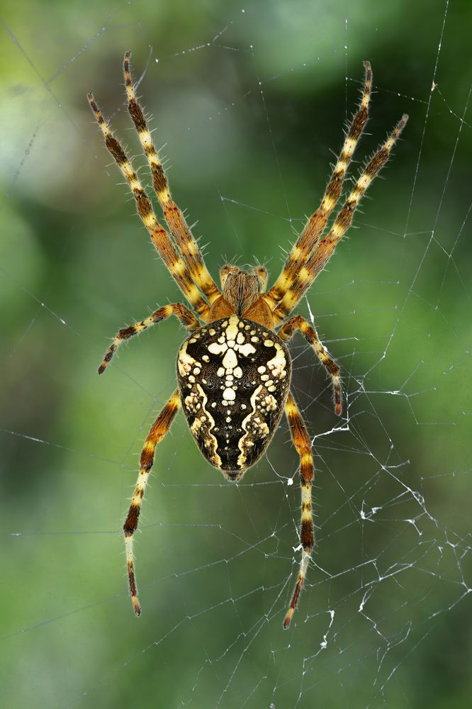 Spinne - (jetzt) mit Netz Foto & Bild | sommer, outdoor, natur Bilder