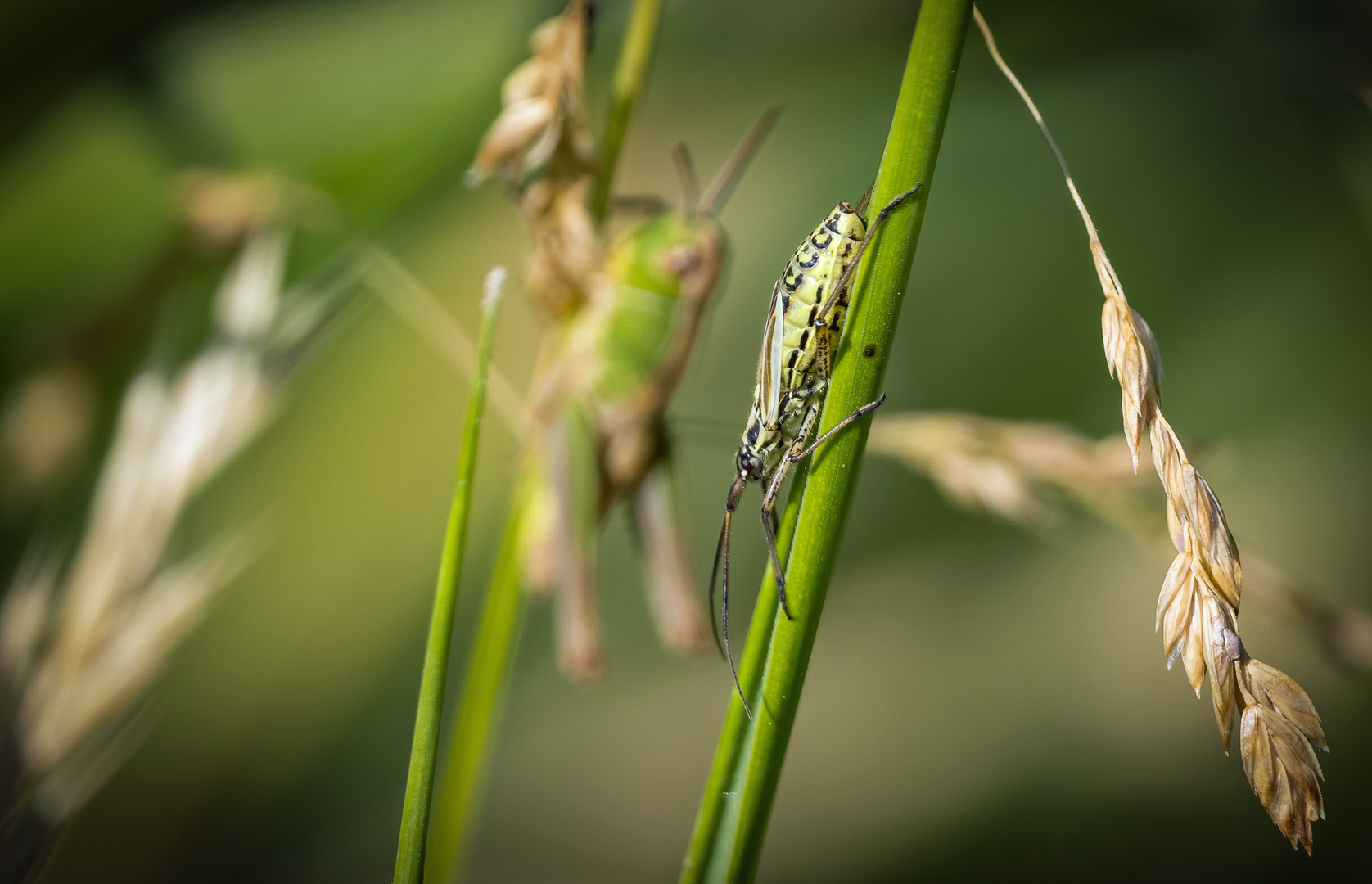 "Spinne? Käfer? Mücke?" - keine Ahnung