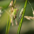 "Spinne? Käfer? Mücke?" - keine Ahnung