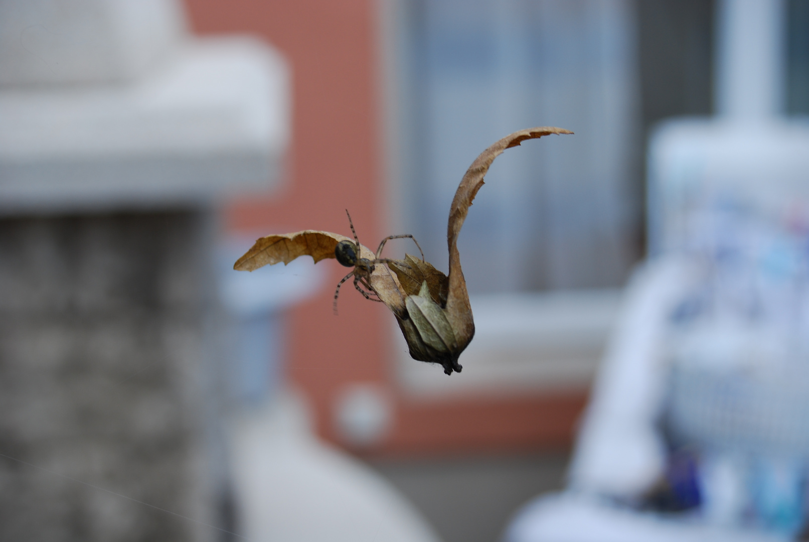 Spinne kämpft mit einem Blatt