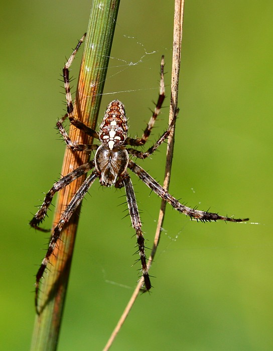 Spinne - Kreuzspinne