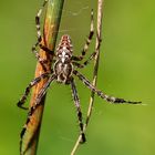 Spinne - Kreuzspinne