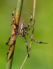 Spinne - Kreuzspinne
