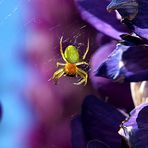 Spinne  -  Kürbisspinne (Araniella cucurbitina)