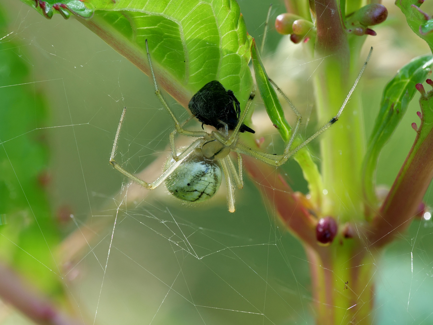 Spinne kurz nach Häutung