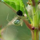 Spinne kurz nach Häutung