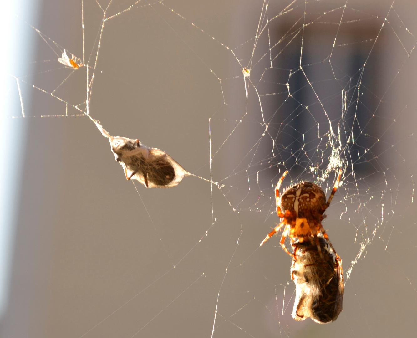 Spinne lassts sich schmecken.