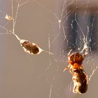 Spinne lassts sich schmecken.