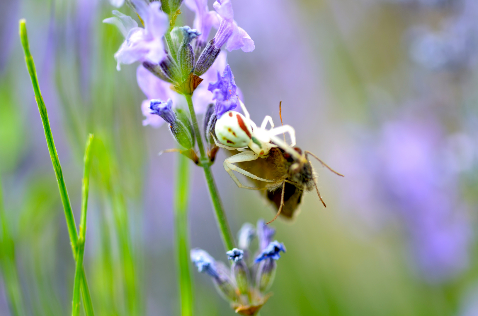 Spinne legt sich mit Schmetterling an