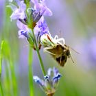 Spinne legt sich mit Schmetterling an