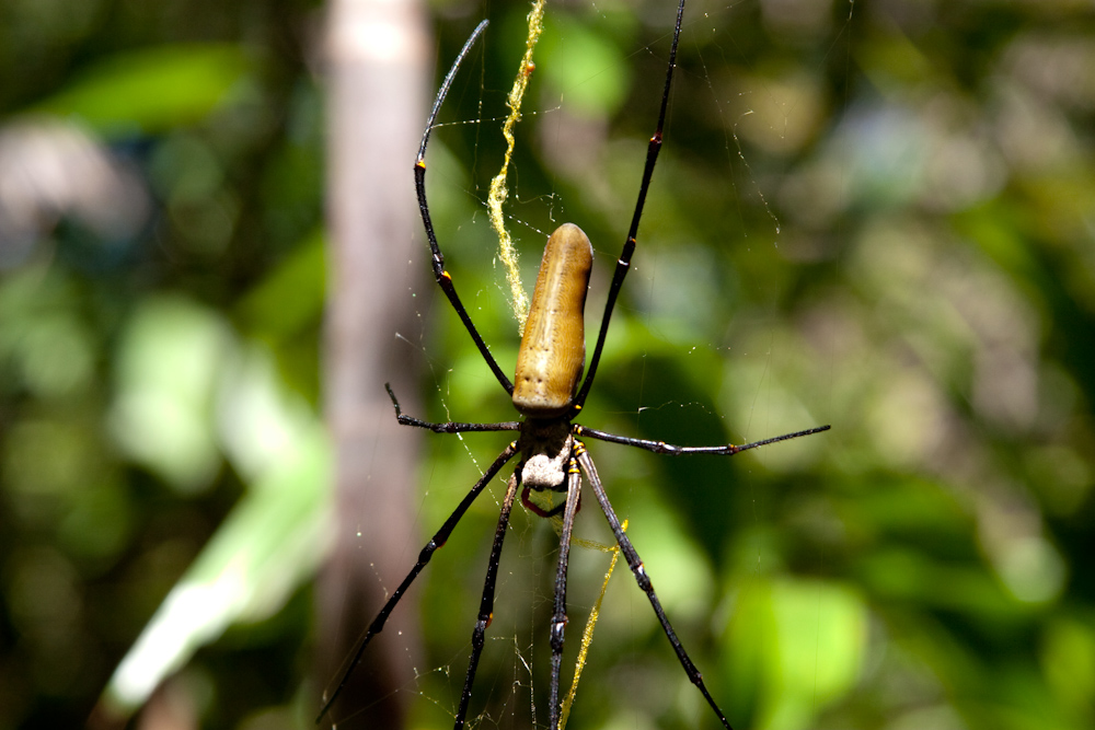 Spinne (Litchfield NP)