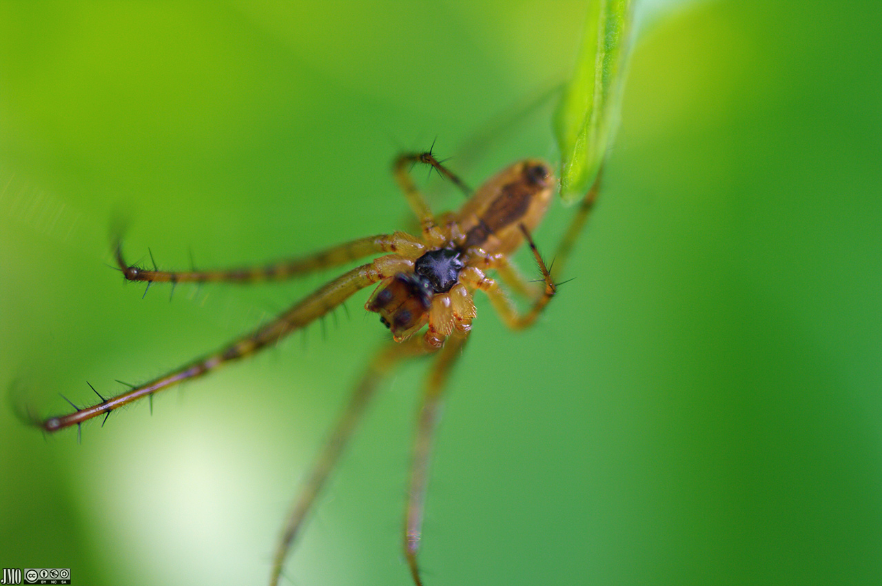 Spinne Macro