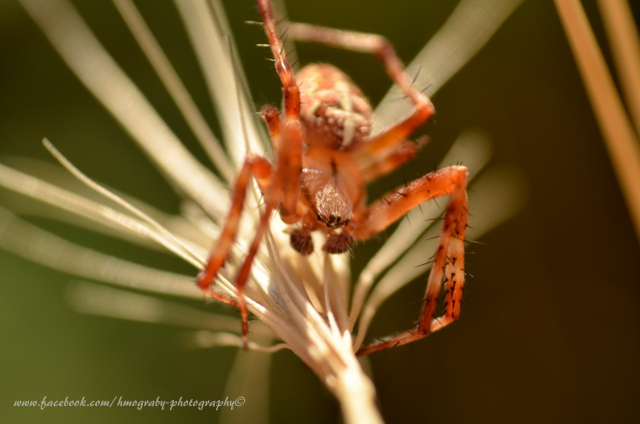 Spinne Makro (mit Umkehrring).