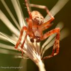 Spinne Makro (mit Umkehrring).