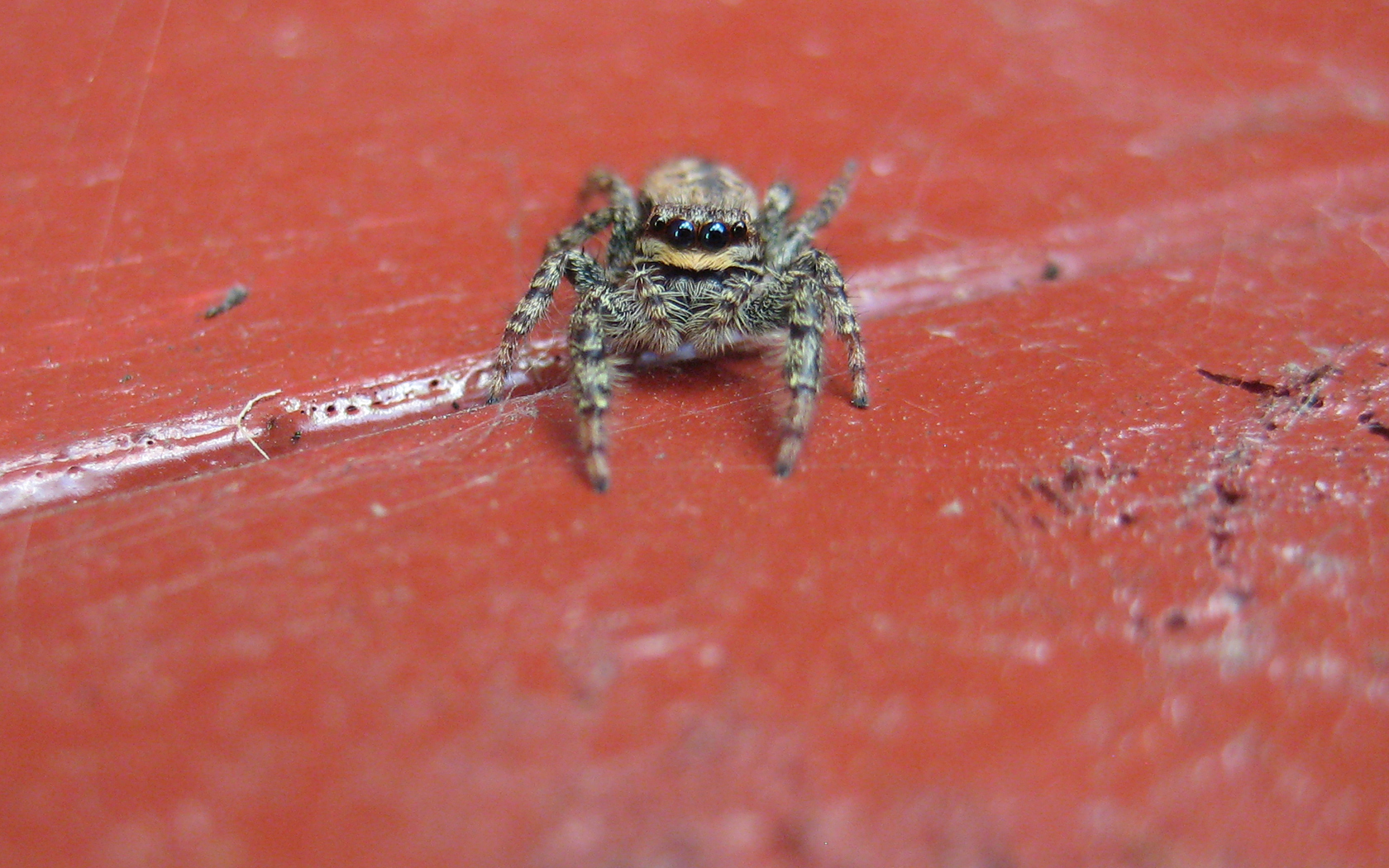 Spinne Makro (Überarbeitet)