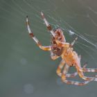 Spinne Makroversuch 1